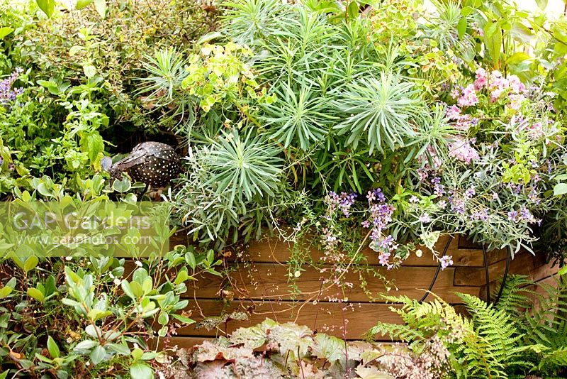 Miland garden with planting of Euphorbia characias subs. Wulfenii, Rhapiolepis indica, Heuchera micrantha 'Palace purple, Dryopteris filix-mas