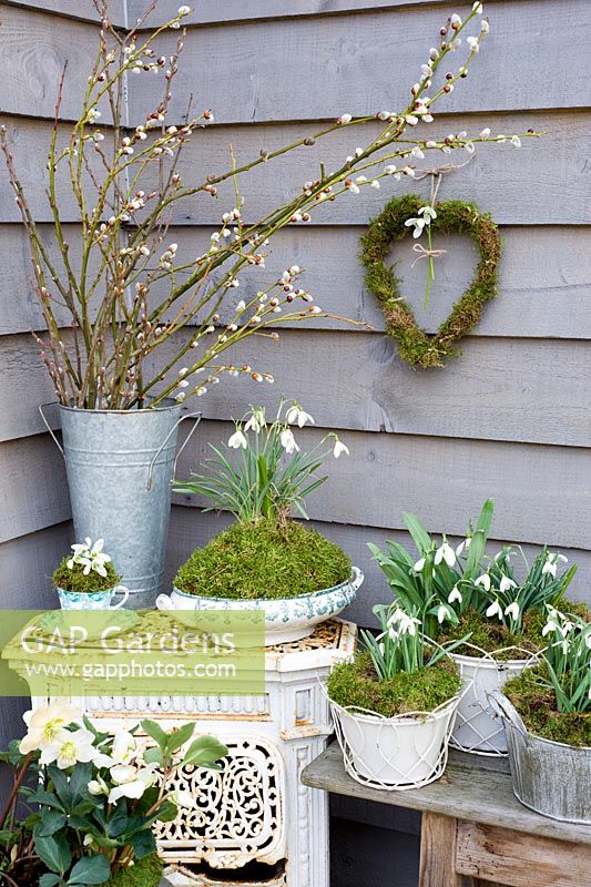 Galanthus nivalis - Snowdrops displayed in vintage china, heart wreath and containers with Salix - pussywillow 