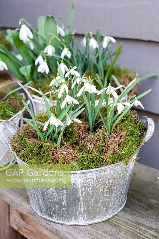 Galanthus nivalis - Snowdrops in metal container