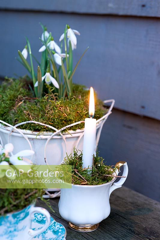 Candles in vintage teacups with galanthus nivalis - snowdrops