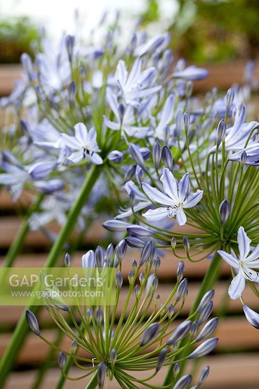 Agapanthus in modern small town garden designed by James Walsh 
