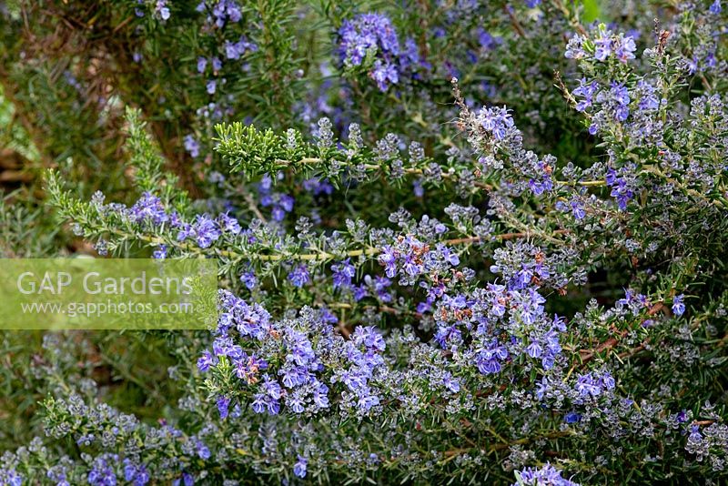 Rosmarinus officinalis 'Sissinghurst Blue'