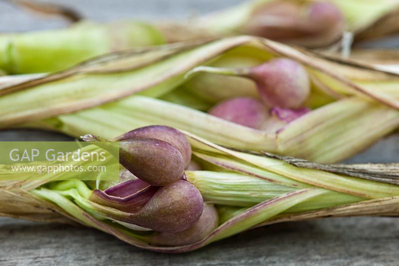 Garlic stem bulbils of Allium sativum 