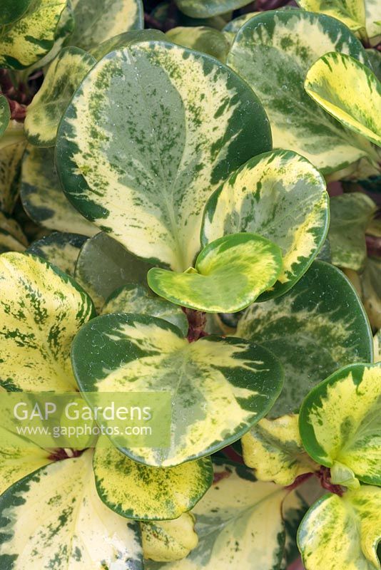 Peperomia 'Green and Gold'