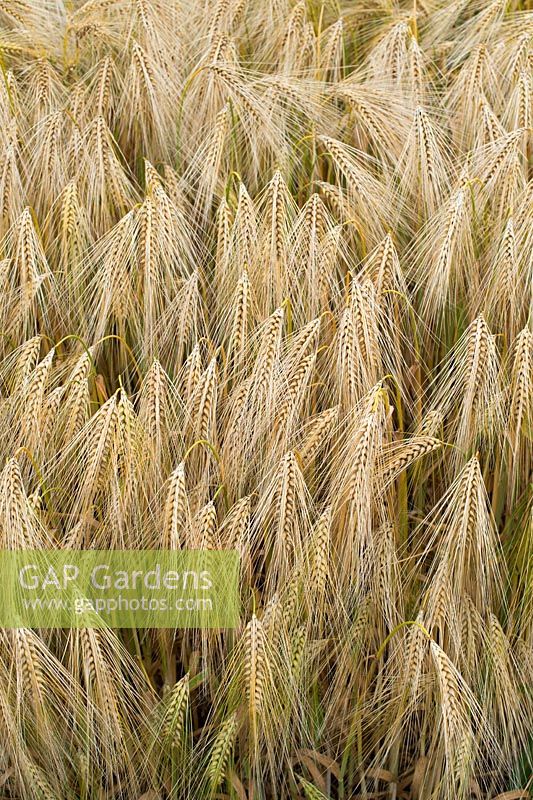 Hordeum vulgare - Barley field