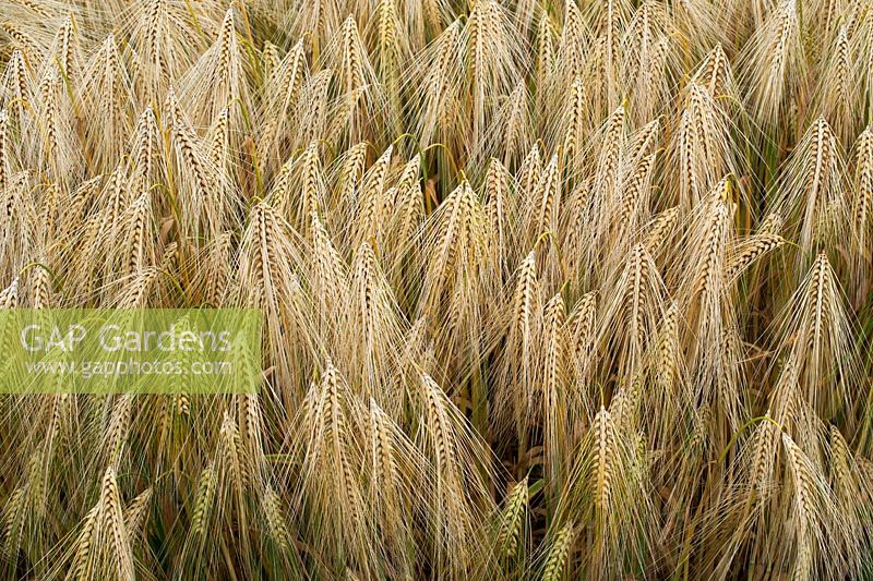 Hordeum vulgare - Barley field