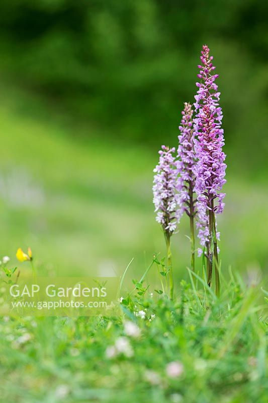 Gymnadenia conopsea - Fragrant Orchids in the grass in an English nature reserve
