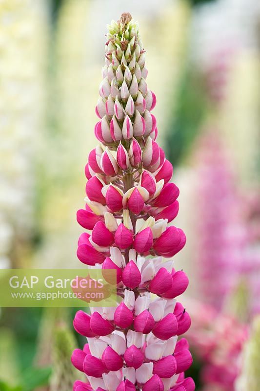 Lupinus 'The Chatelaine' - Lupin 