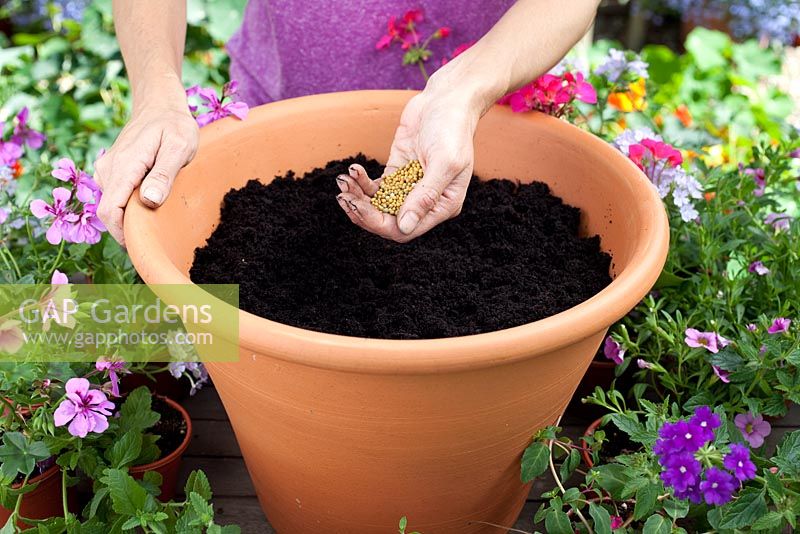 Step by step - planting a pink and purple themed container