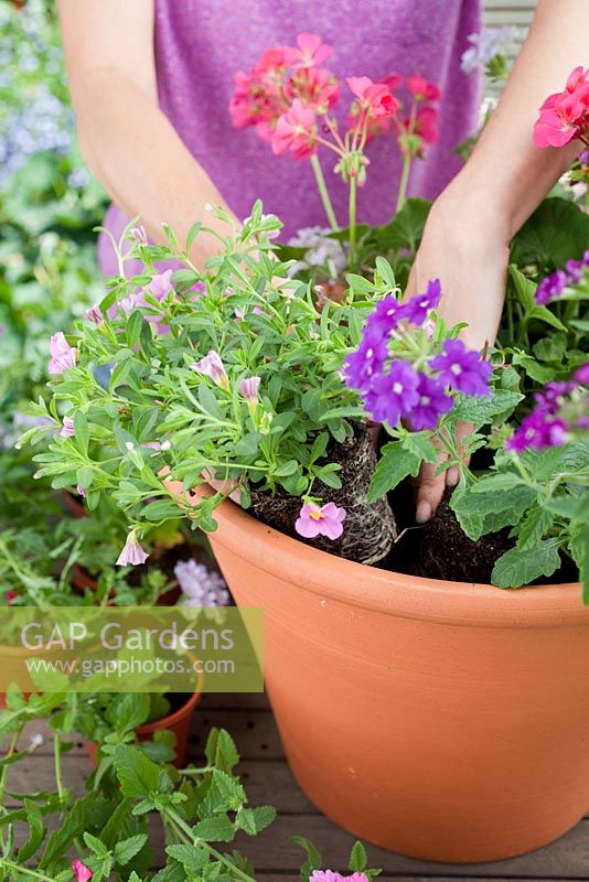 Step-by-step - planting a pink and purple themed container with Fuchsia 'Time after Time', Verbena 'Lavender Silver Magic' and Pelargoniums 
