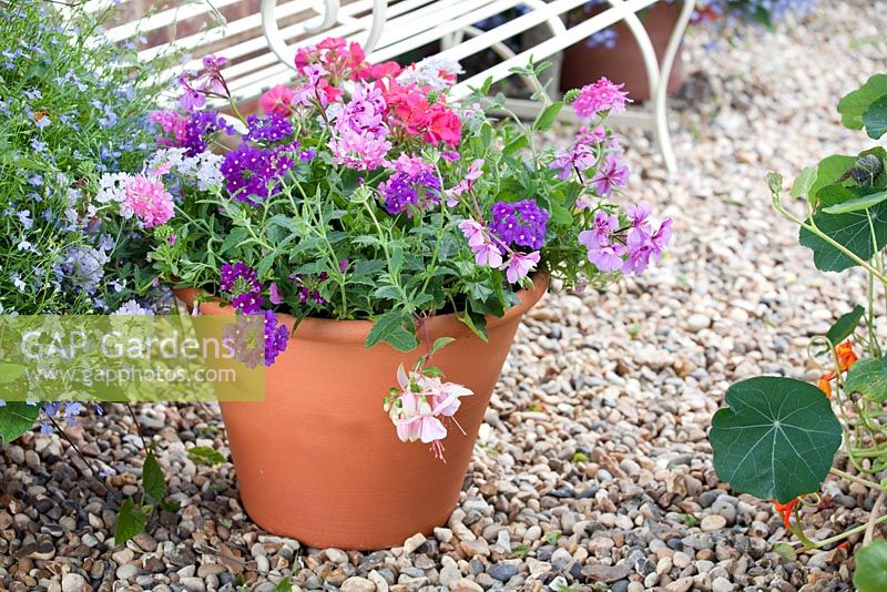 Step-by-step - finished pink and purple themed container with Fuchsia 'Time after Time', Verbena 'Lavender Silver Magic' and Pelargoniums 
