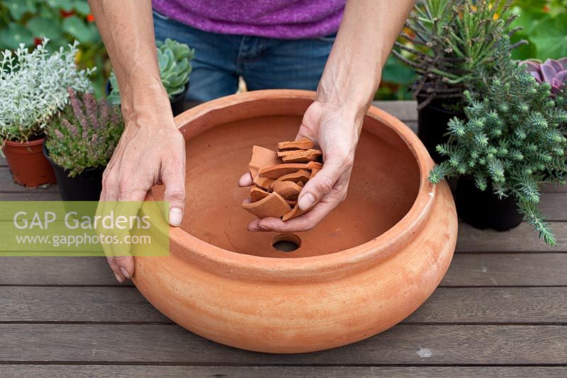 Step by step - planting a succulent container including Echeveria 'Pearl of Nuremberg' and E. 'Elegans', Stapelia and Kalanchoe 'tubiflora' 