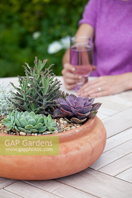 Step by step - planting a succulent container. Finished pot with Echeveria 'Pearl of Nuremberg' and 'Elegans', Stapelia and Kalanchoe 'tubiflora' 