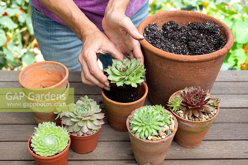 Step by step - planting succulents in small terracotta pots
