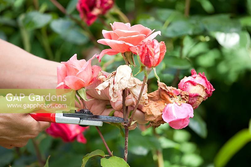 Step-by-step - Deadheading Roses
