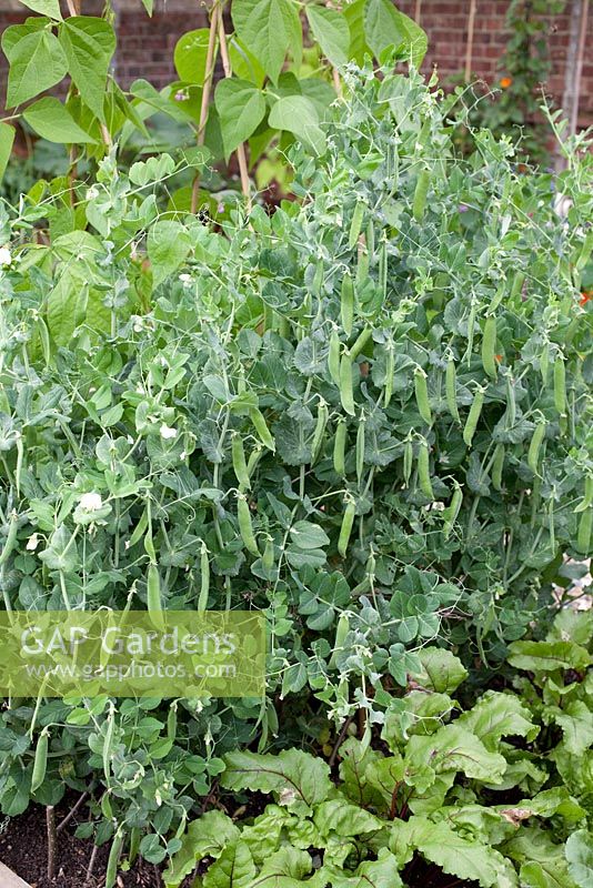 Step by step - growing Peas in raised vegetable bed 