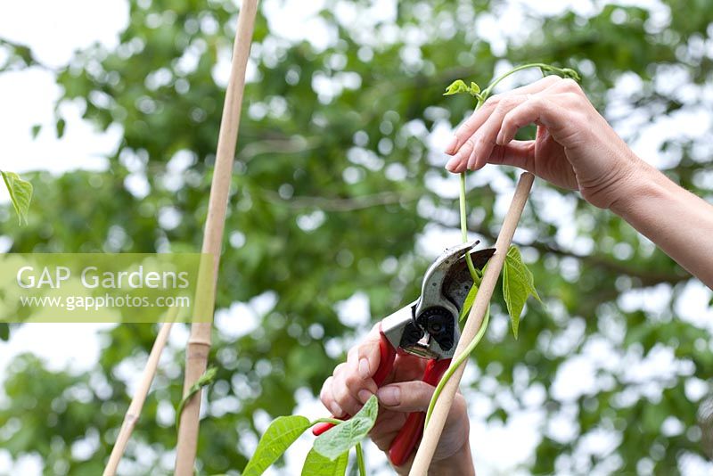 Step by step - Growing climbing French beans 'Fasold' in raised vegetable bed, pruning bean stalks