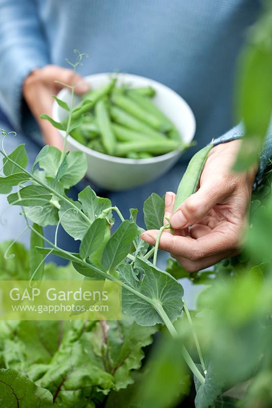 Step by step - Growing peas in raised vegetable bed, harvesting and shelling 