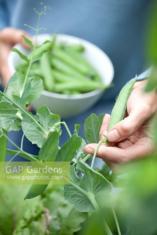 Step by step - Growing peas in raised vegetable bed, harvesting and shelling 