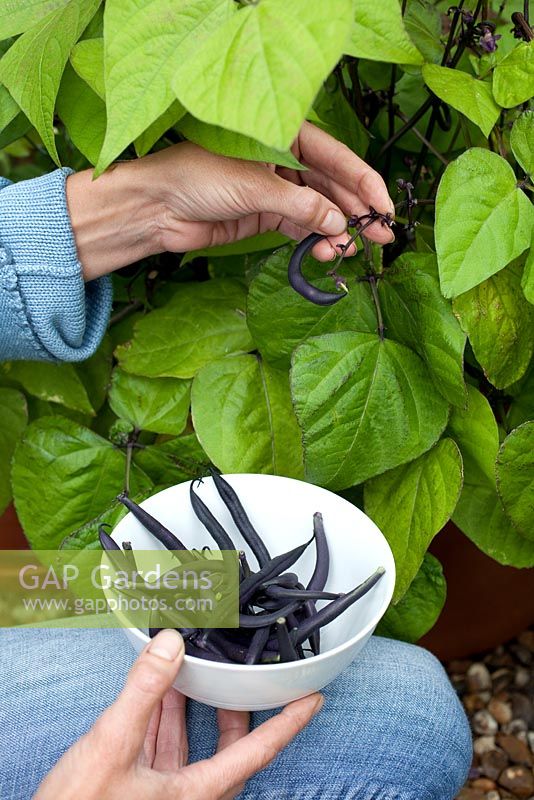 Step by step - Growing and harvesting French beans