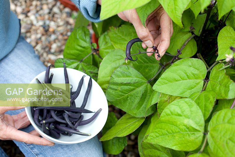 Step by step - Growing and harvesting French beans 