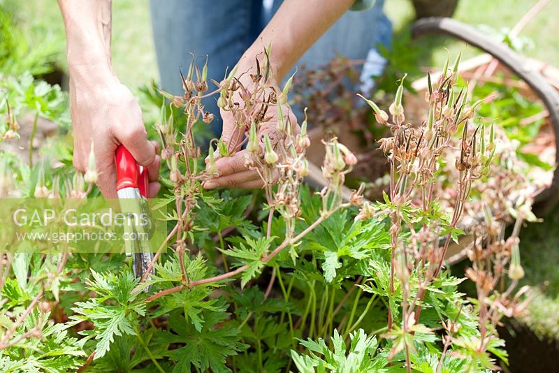 Step by step - Growing Geraniums in border, deadheading