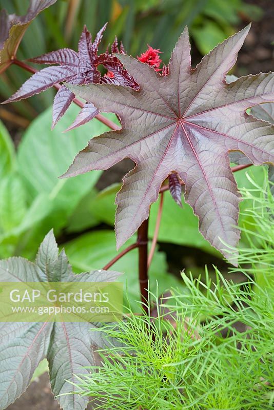 Step by step - Growing Castor Oil plant and planting out in border