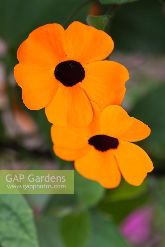 Thunbergia alata syn. Black eyed Susan - Step by step - Planting blue and orange themed container