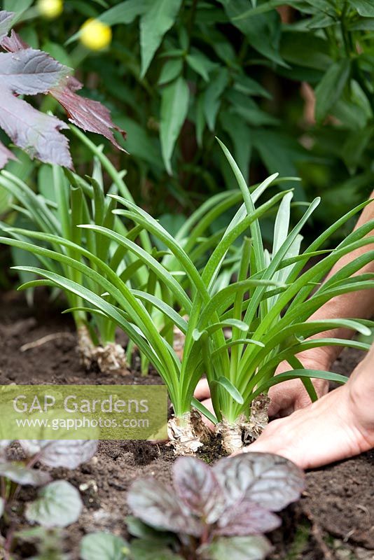 Step by step - Planting Nerine bulbs in border