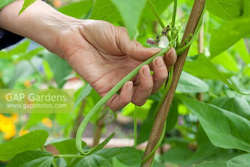 Step by step - Growing climbing French beans 'Fasold' - Picking beans