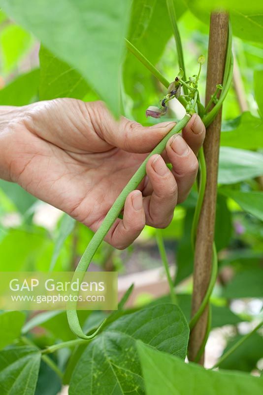 Step by step - Growing climbing French beans 'Fasold' - picking beans 