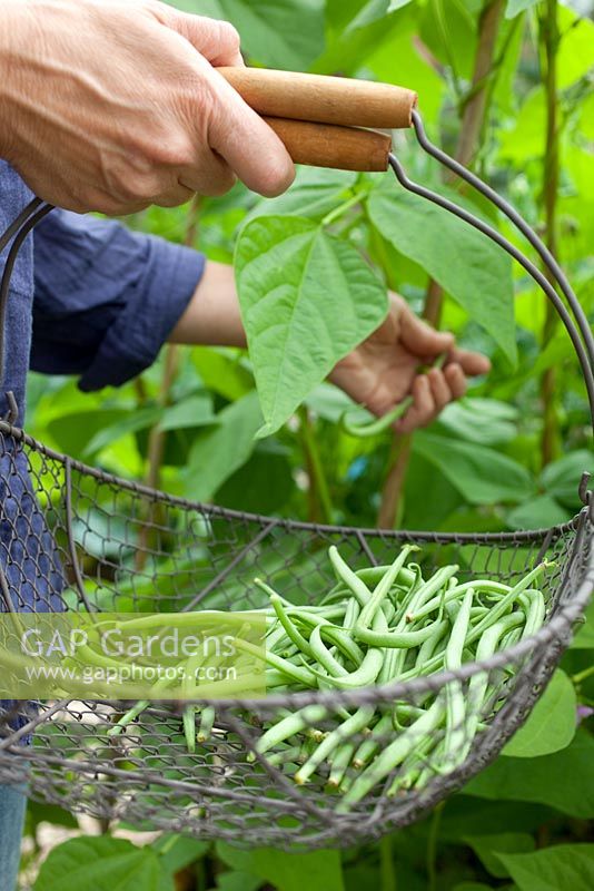 Step by step - Growing climbing French beans 'Fasold' - harvesting beans 