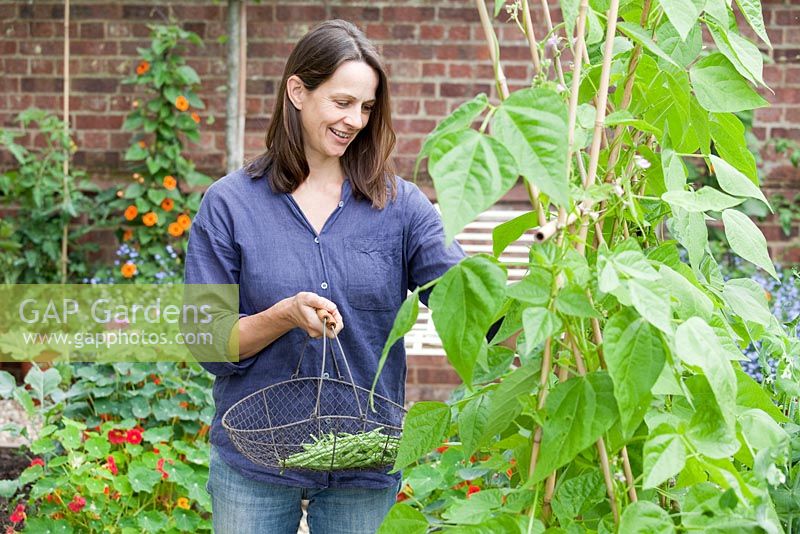 Step by step - Growing climbing French beans 'Fasold' - woman harvesting