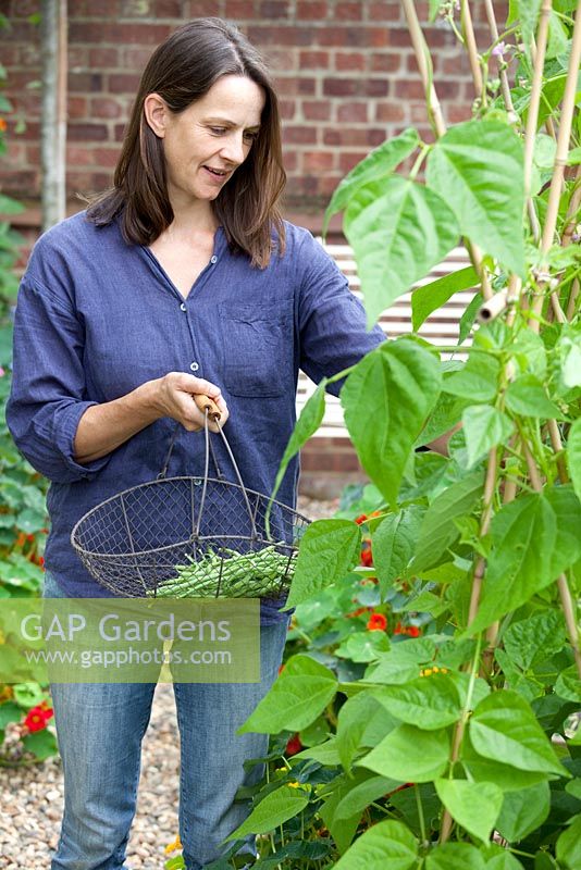 Step by step - Growing climbing French beans 'Fasold' - woman harvesting 