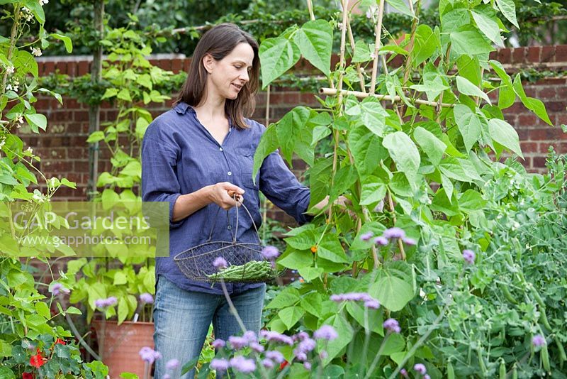 Step by step - Growing climbing French beans 'Fasold' - Woman picking beans 