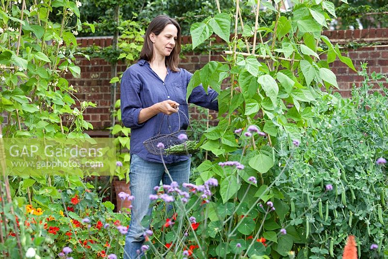 Step by step - Growing climbing French beans 'Fasold' - woman picking beans 