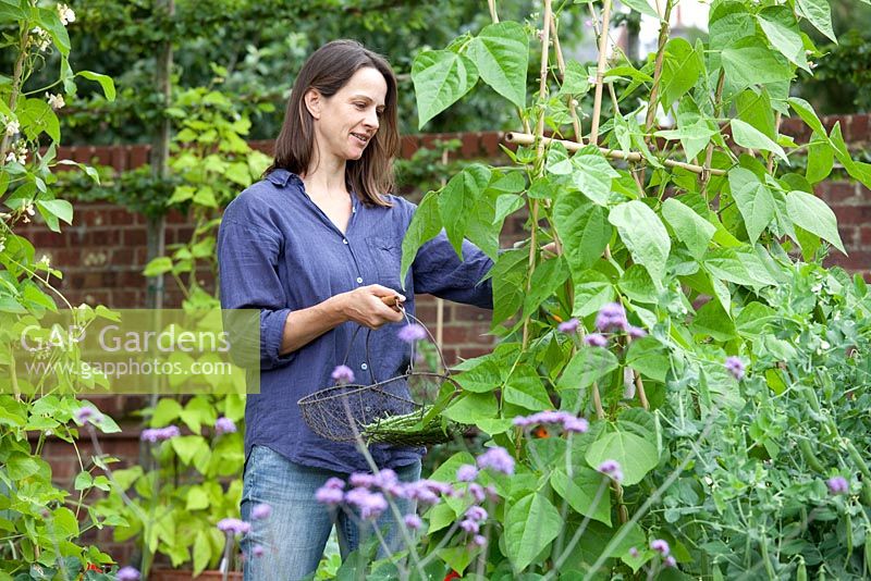 Step by step - Growing climbing French beans 'Fasold' - woman picking beans