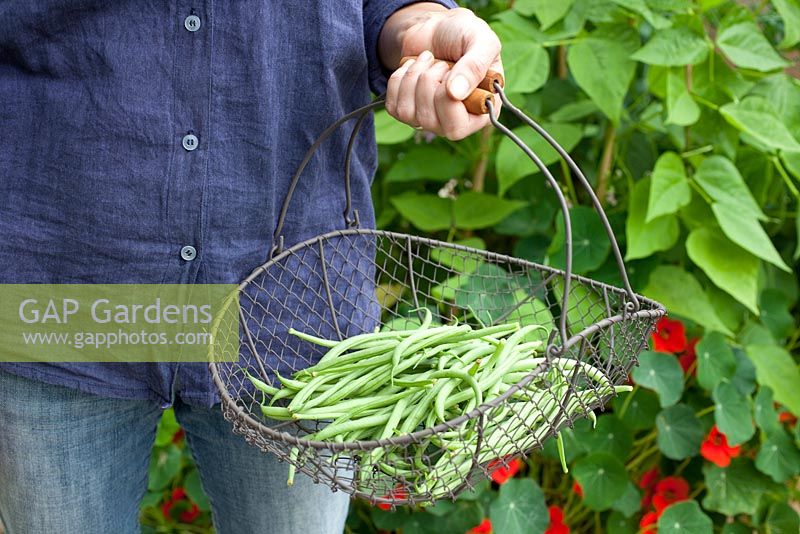 Step by step - Growing climbing French beans 'Fasold' - harvested beans in metal basket 