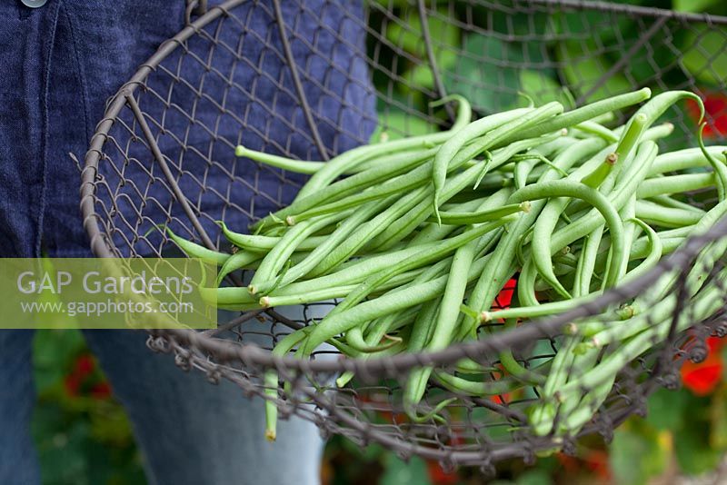 Step by step - Growing climbing French beans 'Fasold'