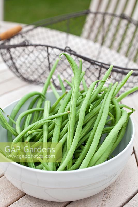 Step by step - Growing climbing French beans 'Fasold' 