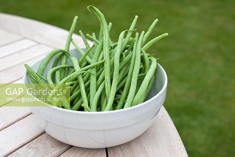 Step by step - Growing climbing French beans 'Fasold' in raised bed 