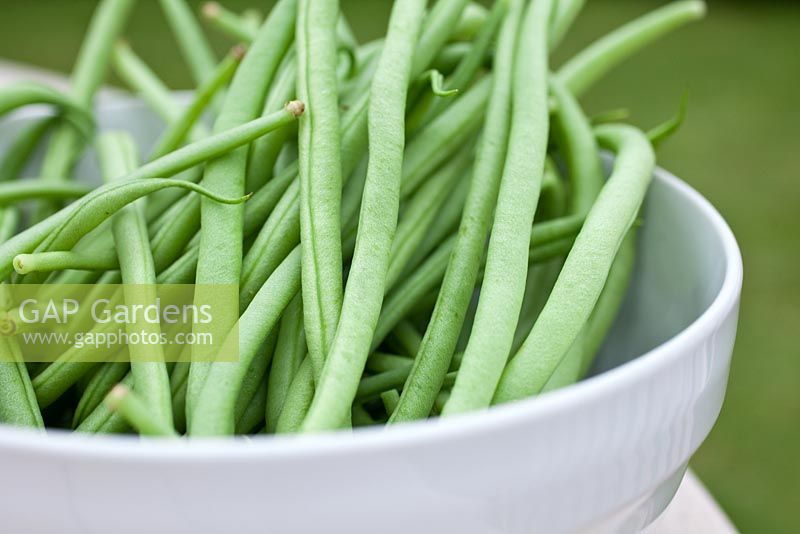 Step by step - Growing climbing French beans 'Fasold' in raised bed 