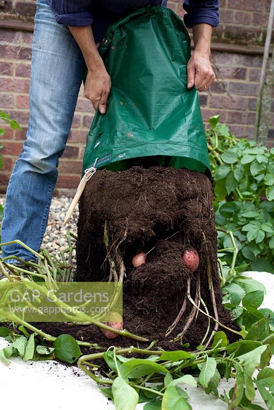 Step by step - Growing potatoes 'Rooster' in potato sack 