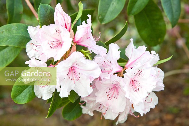 Rhododendron 'Pink Pearl' with soft pink flowers fading nearly white with red-brown speckling in late spring - Dorothy Clive Garden NGS, Staffordshire