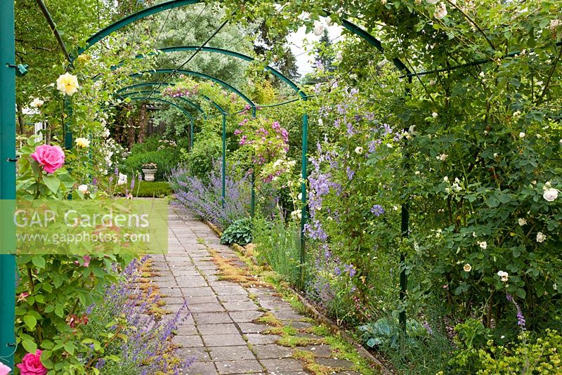 Rose archway over a paved path, other planting includes Clematis and Nepeta faassenii -  Germany