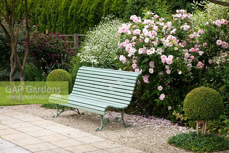 Against a backdrop of roses, a nostalgic wooden garden bench framed with box spheres - Rosa 'Fritz Nobis', Rosa 'Nuits de Young', Buxus, Crambe cordifolia and Vinca - Germany