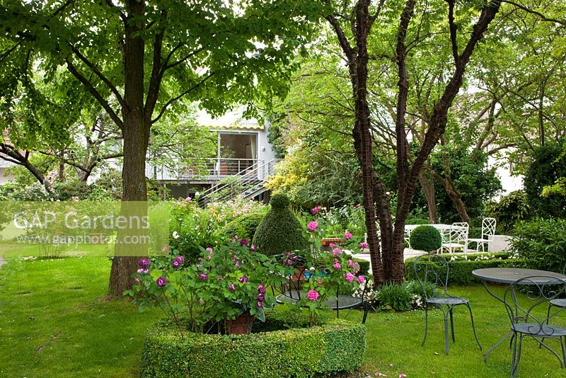 Roses, topiary and bistro style garden furniture under trees. Plants include Buxus, Cercidiphyllum japonicum, Prunus and  Prunus serrula var. tibetica - Germany