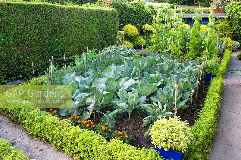 The vegetable garden with netted Brassica and clipped box edges - Southlands, Manchester NGS
