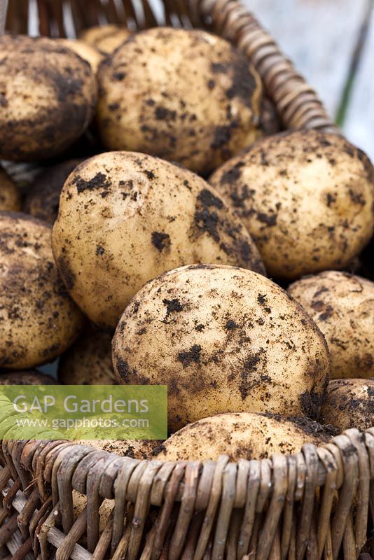 Early main crop Potato 'Sante' - freshly dug