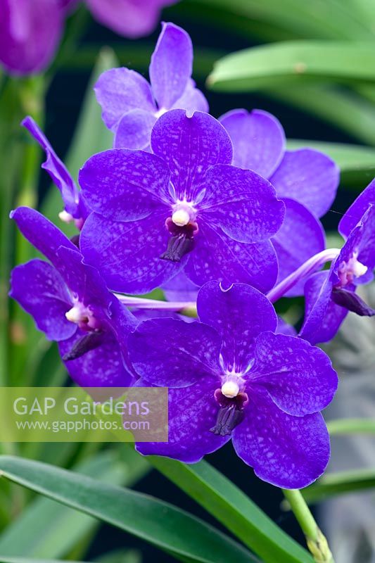 Vanda - royal blue orchid
